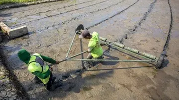 Meningkatkan Produktivitas Padi dengan Sistem PM-AAS di Cirebon