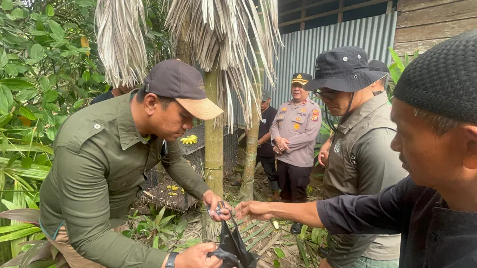 Konflik Monyet Ekor Panjang di Indragiri Hilir Riau dan Langkah Penanganannya