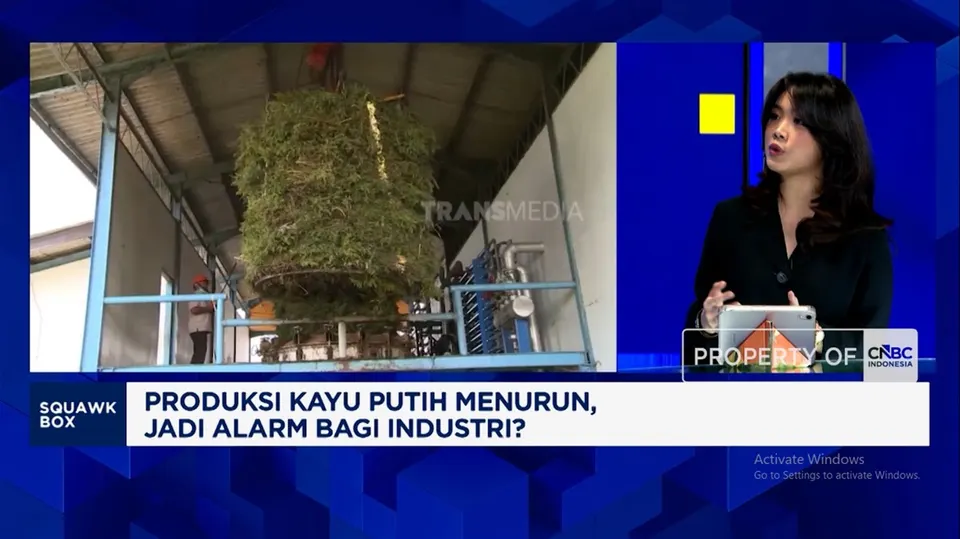 Tren Penurunan Produksi Minyak Kayu Putih Indonesia dan Analisis Penyebabnya