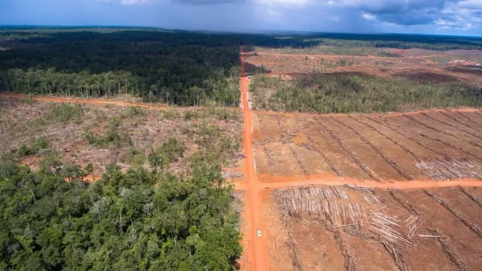 Dino Patti Djalal Mengingatkan Ancaman Deforestasi Papua Terhadap Target Emisi