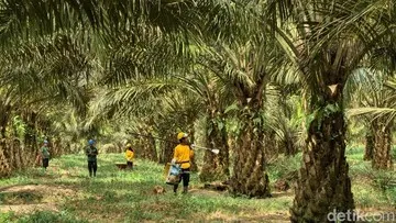Peran Pangkalan Bun dan Kontribusi Industri Kelapa Sawit Berkelanjutan di Indonesia