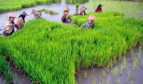 Kementan Terbitkan 889 Sertifikat Hak PVT untuk Perlindungan Benih Unggul