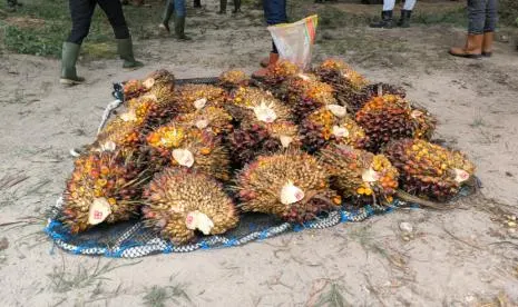Faktor Pendorong Ekspor Sawit Pangkalan Bun Sumbang Negara Rp 1,74 Triliun