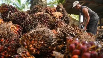Potensi Dampak Kebijakan Mandatori B50 terhadap Volume Ekspor Kelapa Sawit Indonesia