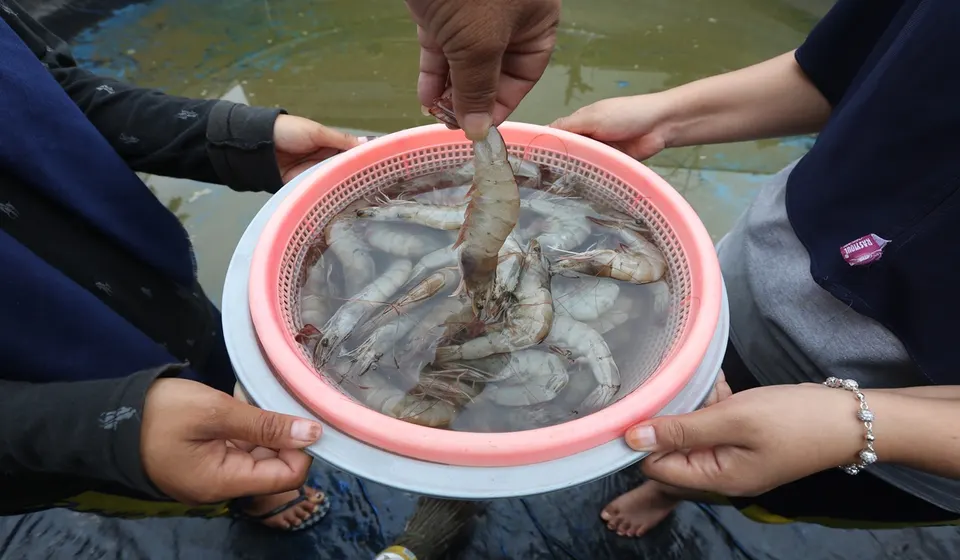 Cara Menyelidiki Fenomena Udang Naik ke Daratan di Kalimantan Selatan