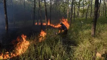 Kemenhut Padamkan Kebakaran 30 Hektare di Gunung Rinjani